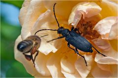 Stictoleptura scutellata et abeille sur fond de rose