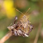 Stictopleurus abutilon + 1 Bild