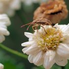 Stictopleurus abutilon Larve