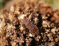 Stictopleurus punctatonervosus