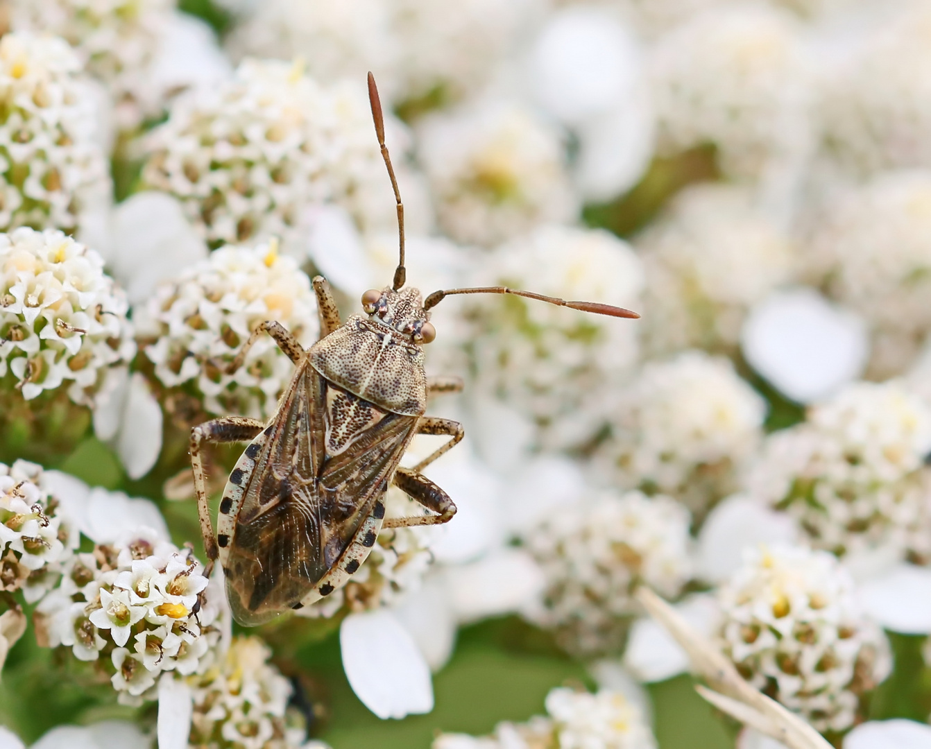 Stictopleurus punctatonervosus