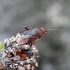 Stictopleurus punctatonervosus - nun im Erwachsenenstadium