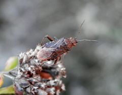 Stictopleurus punctatonervosus - nun im Erwachsenenstadium