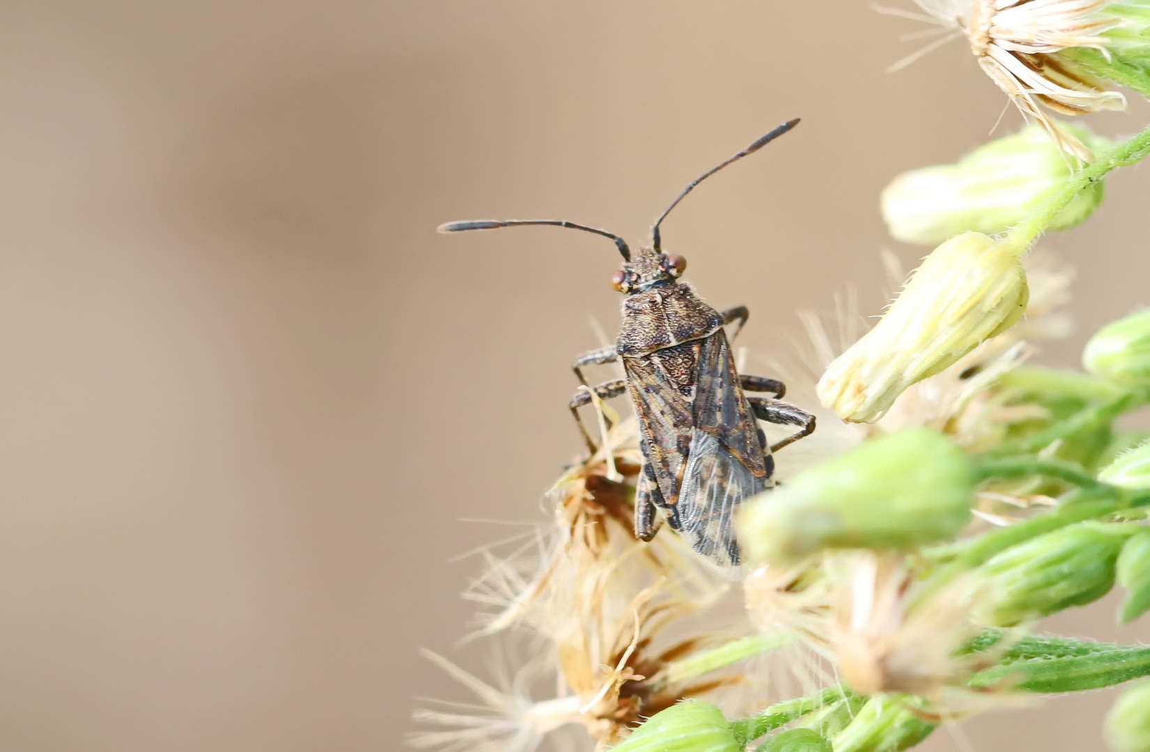 Stictopleurus punctatonervosus,Punktierte Glasflügelwanze