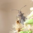 Stictopleurus punctatonervosus,Punktierte Glasflügelwanze