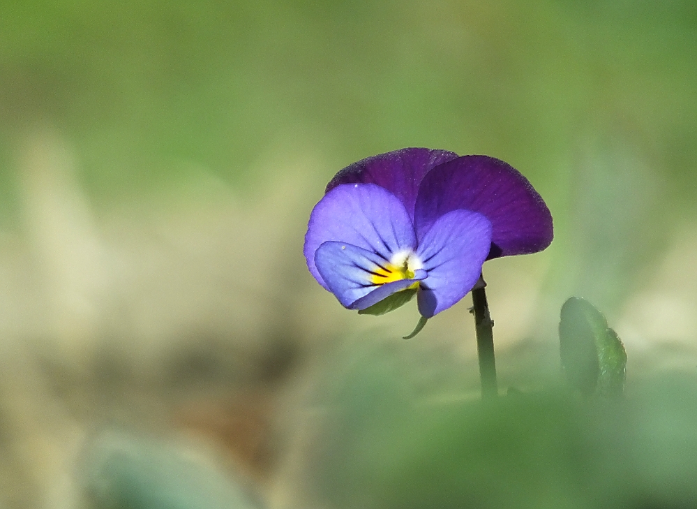 Stiefmütterchen im botanischen Garten Zürich