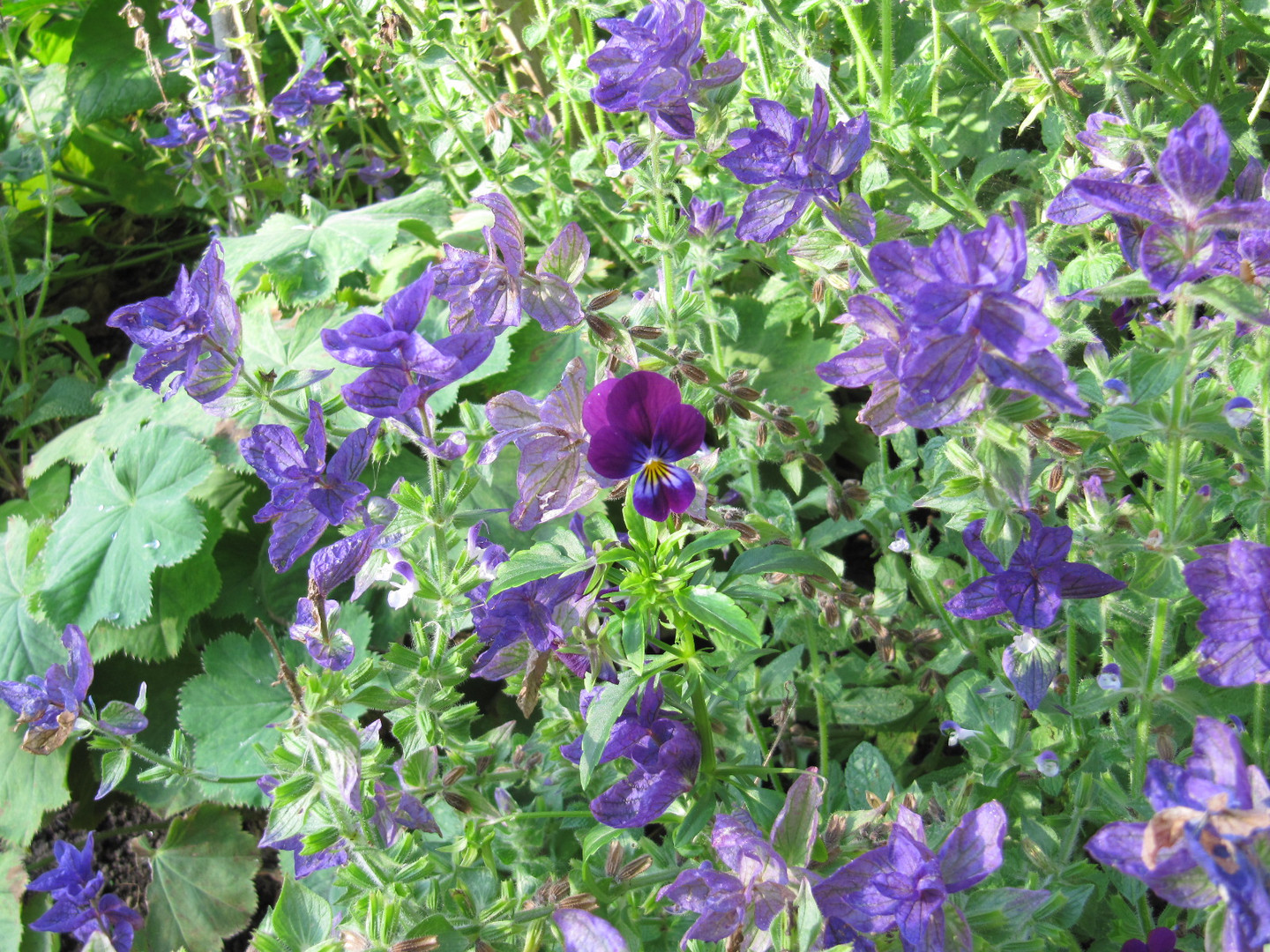 Stiefmütterchen im Chalice Well Garden in Glastonbury