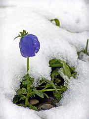 Stiefmütterchen im ersten Schnee