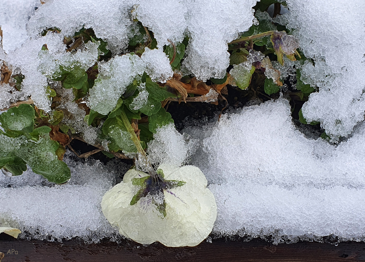 Stiefmütterchen im Schneematsch**