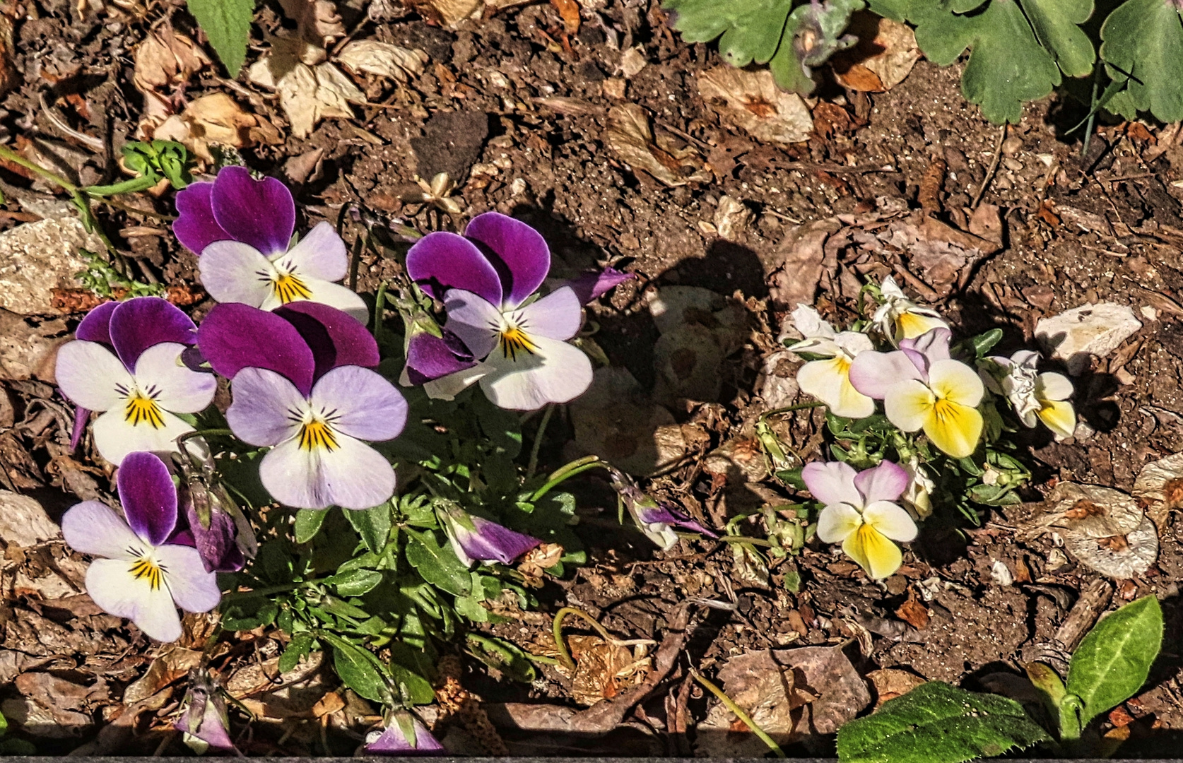 Stiefmütterchen in der Sonne.... Thementag