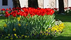 Stiefmütterchen mit Tulpen