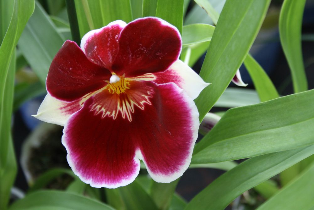 Stiefmütterchen Orchidee (Miltonia)