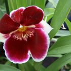 Stiefmütterchen Orchidee (Miltonia)