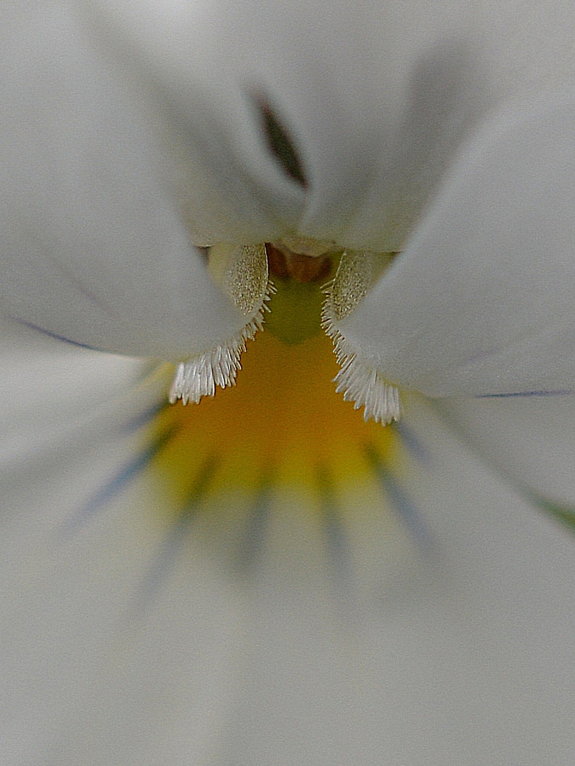 Stiefmütterchen (Viola)