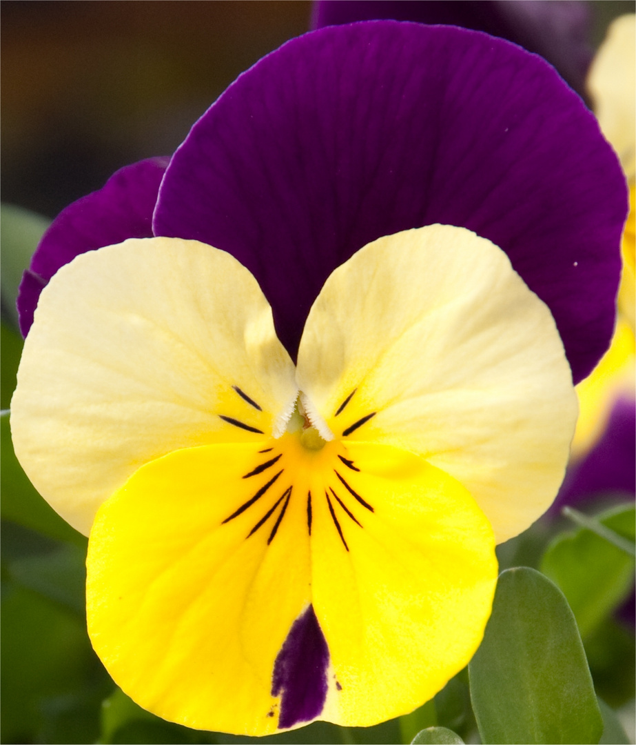 Stiefmütterchenblüte / Viola