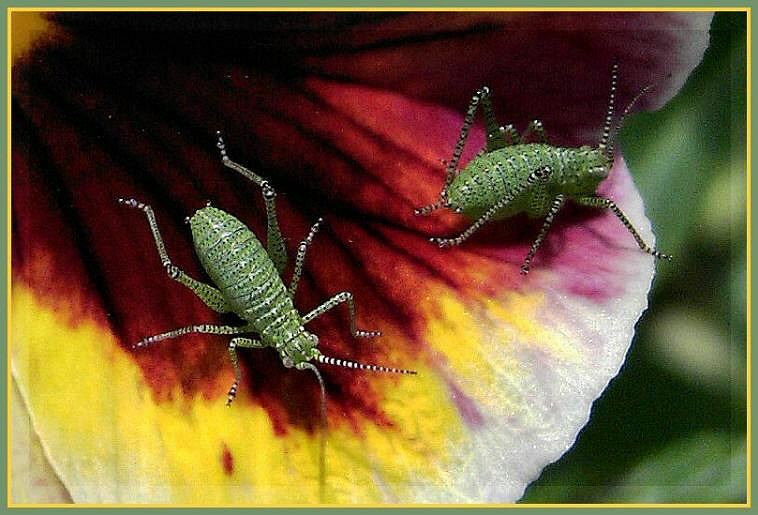 Stiefmütterchens Besuch