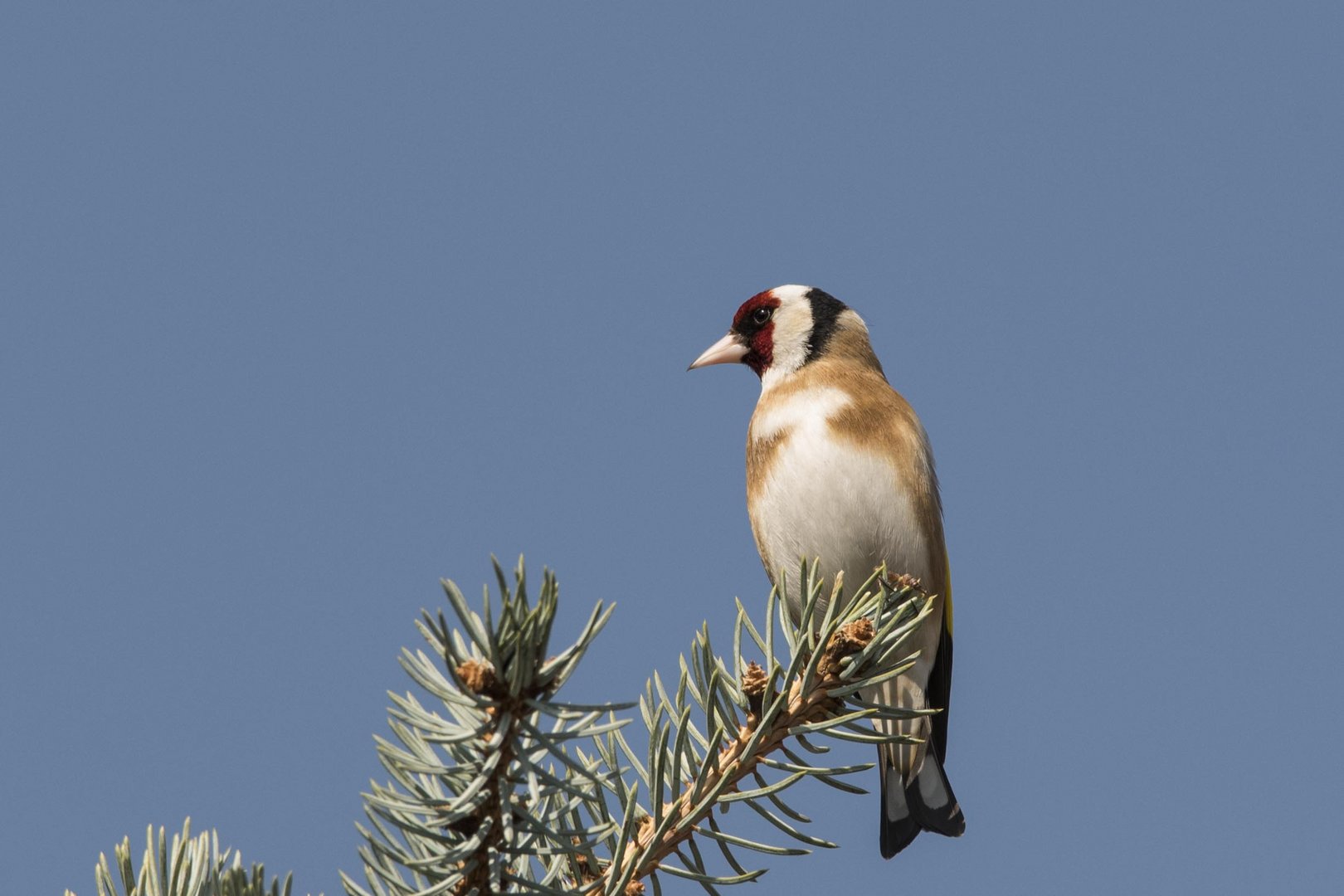 Stieglitz Foto & Bild fotos, natur, tiere Bilder auf