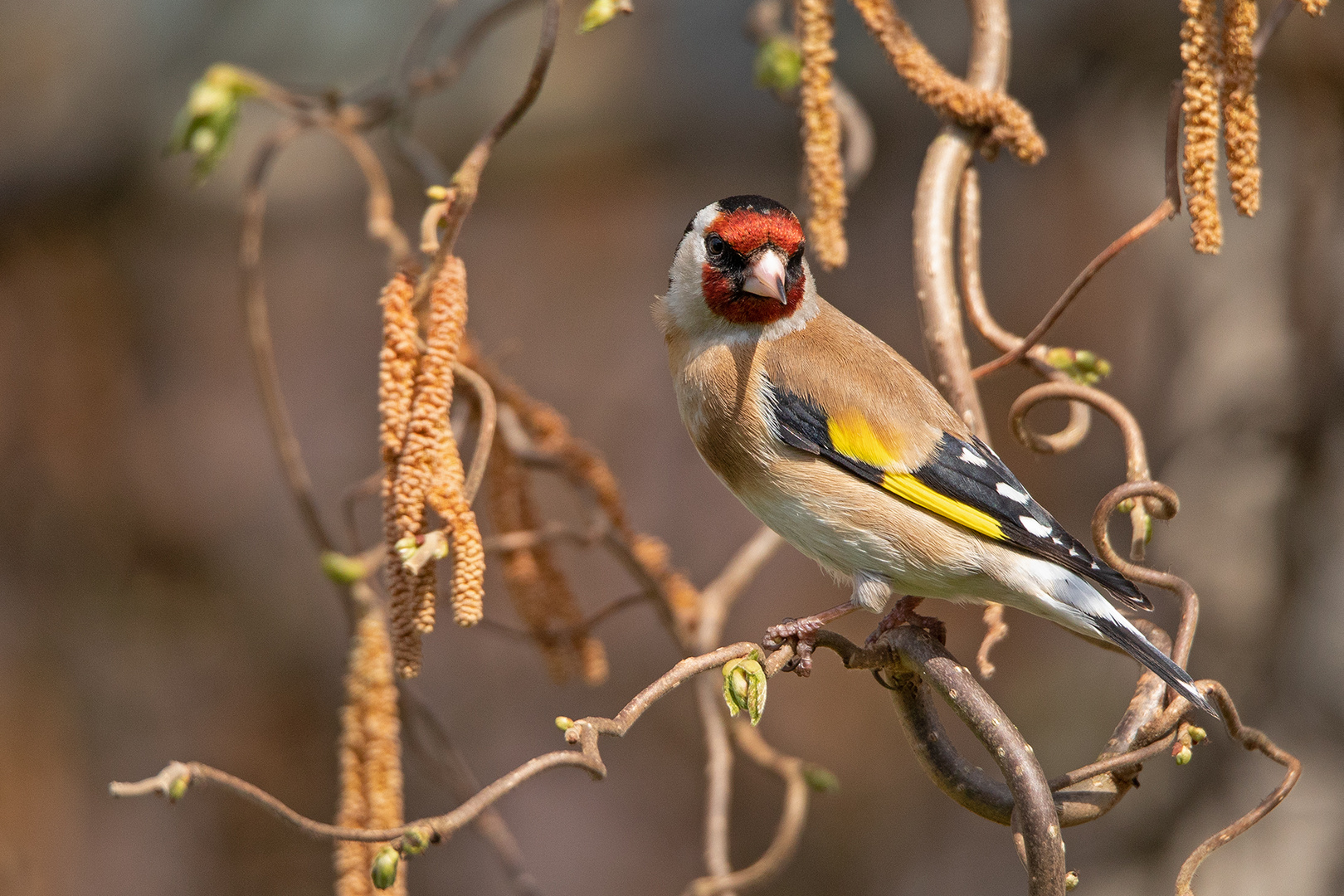 Stieglitz Foto & Bild tiere, wildlife, wild lebende vögel Bilder auf