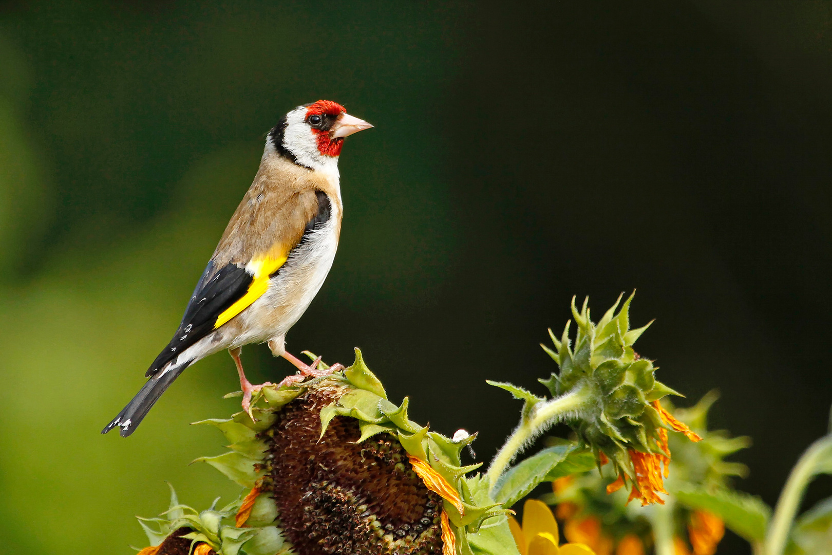 Stieglitz Foto & Bild tiere, wildlife, wild lebende vögel Bilder auf