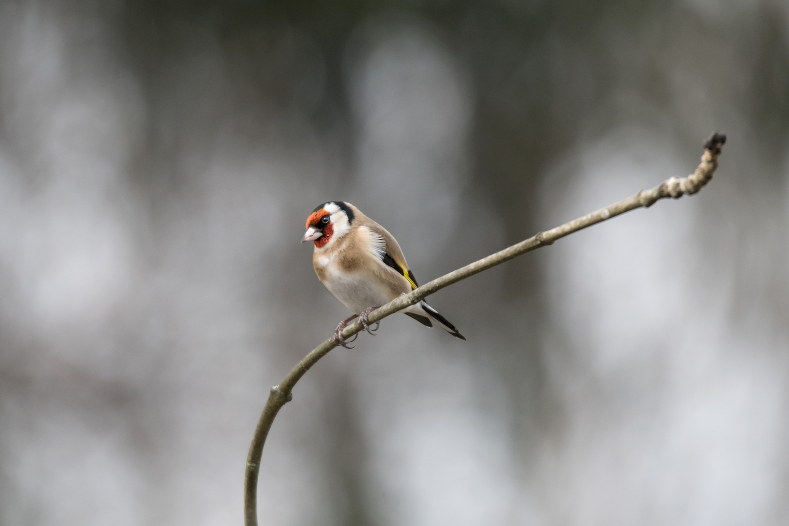 Stieglitz 1 Foto & Bild wild lebende vögel, fotos, natur Bilder auf