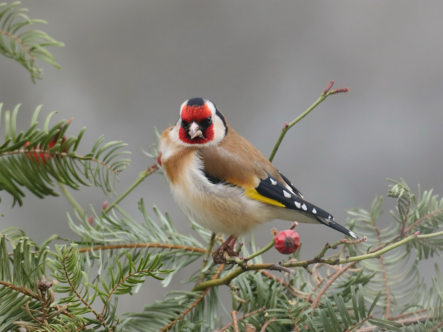 Stieglitz 1 Foto & Bild tiere, wildlife, wild lebende vögel Bilder