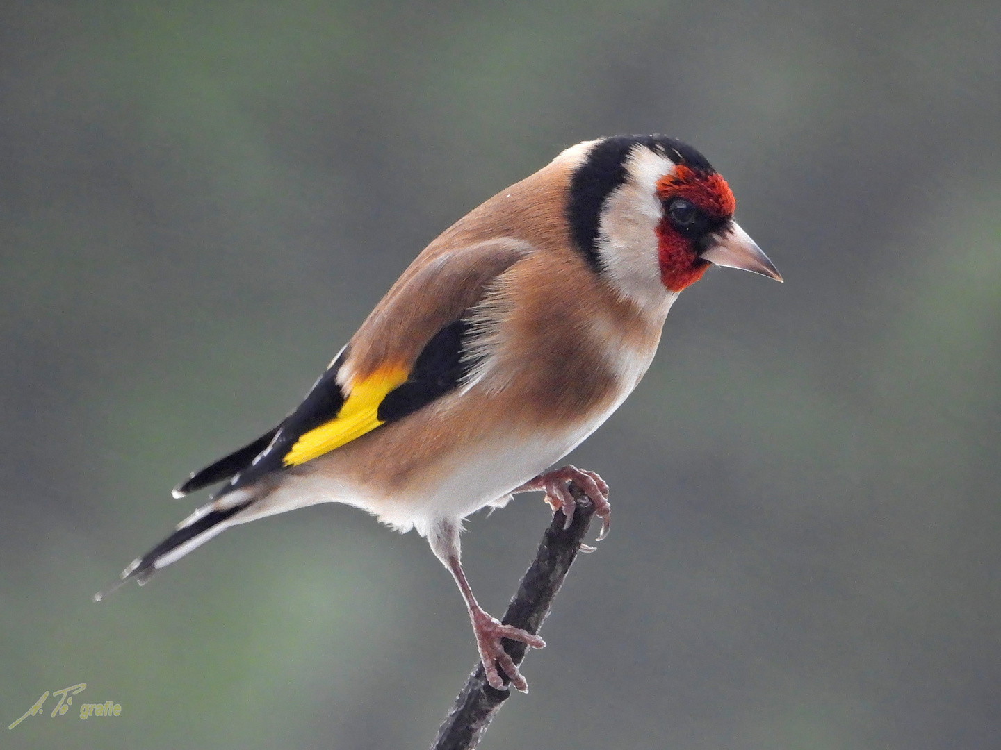 Stieglitz Foto & Bild tiere, wildlife, wild lebende vögel Bilder auf