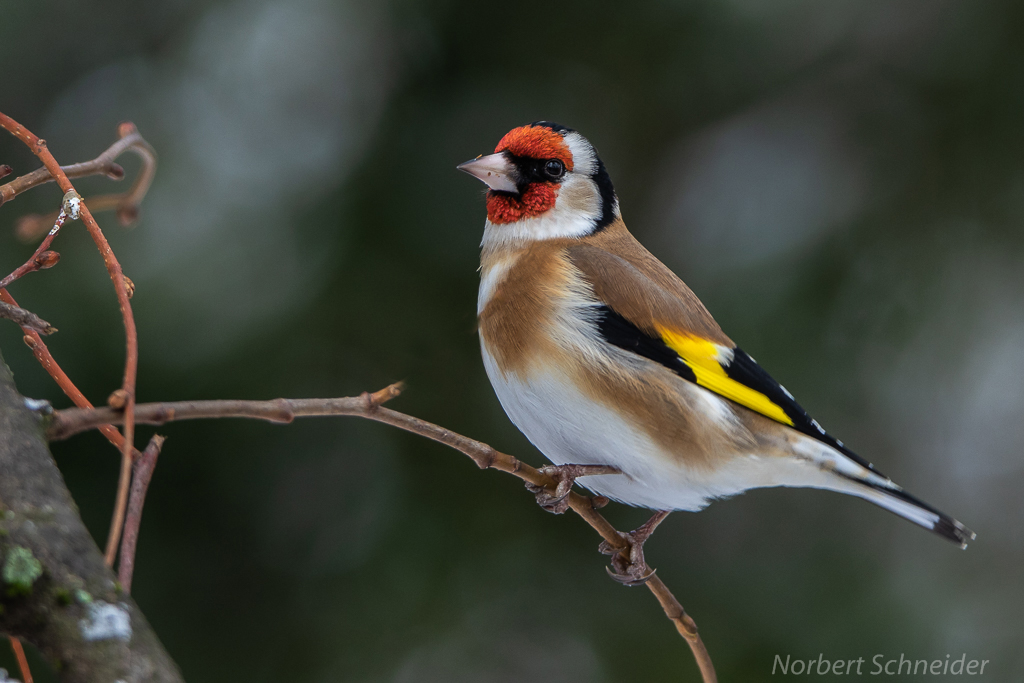 Stieglitz Foto & Bild tiere, wildlife, wild lebende vögel Bilder auf