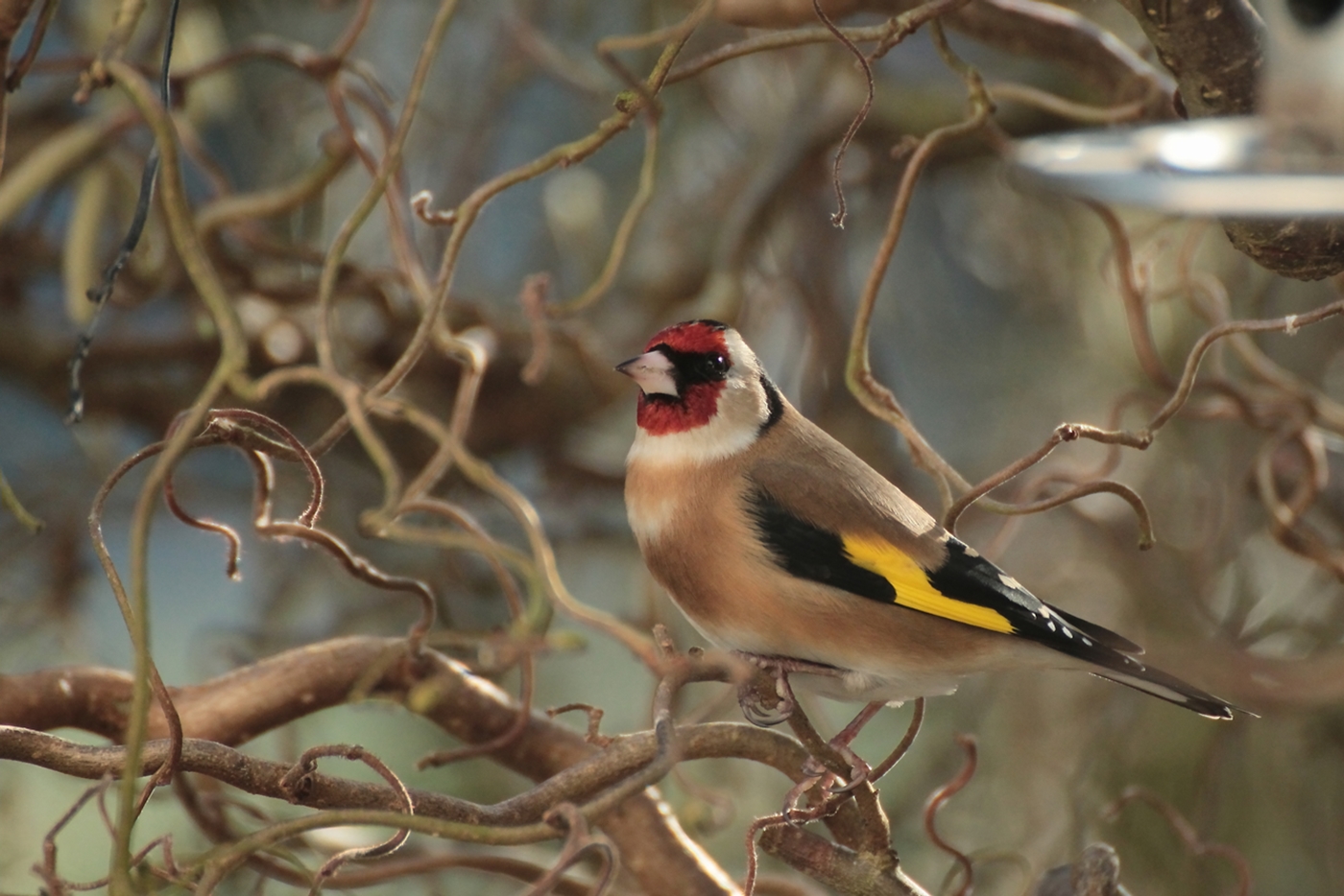 Stieglitz Foto & Bild natur, tiere, vögel Bilder auf