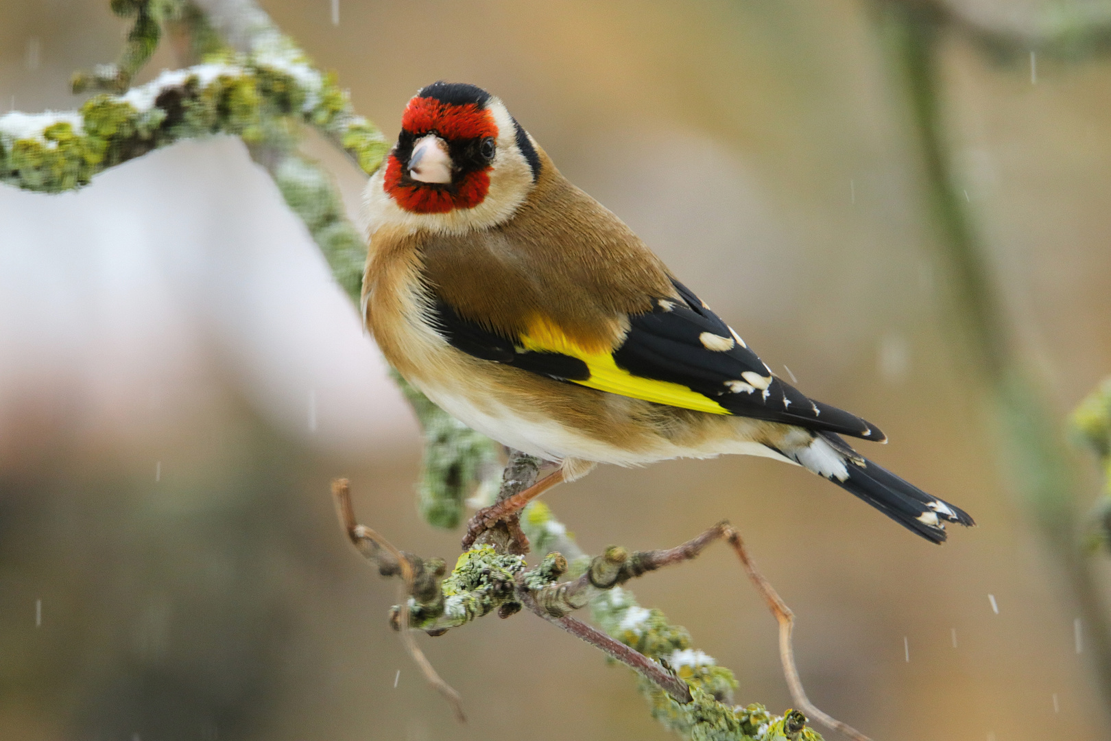 Stieglitz Foto & Bild tiere, wildlife, wild lebende vögel Bilder auf