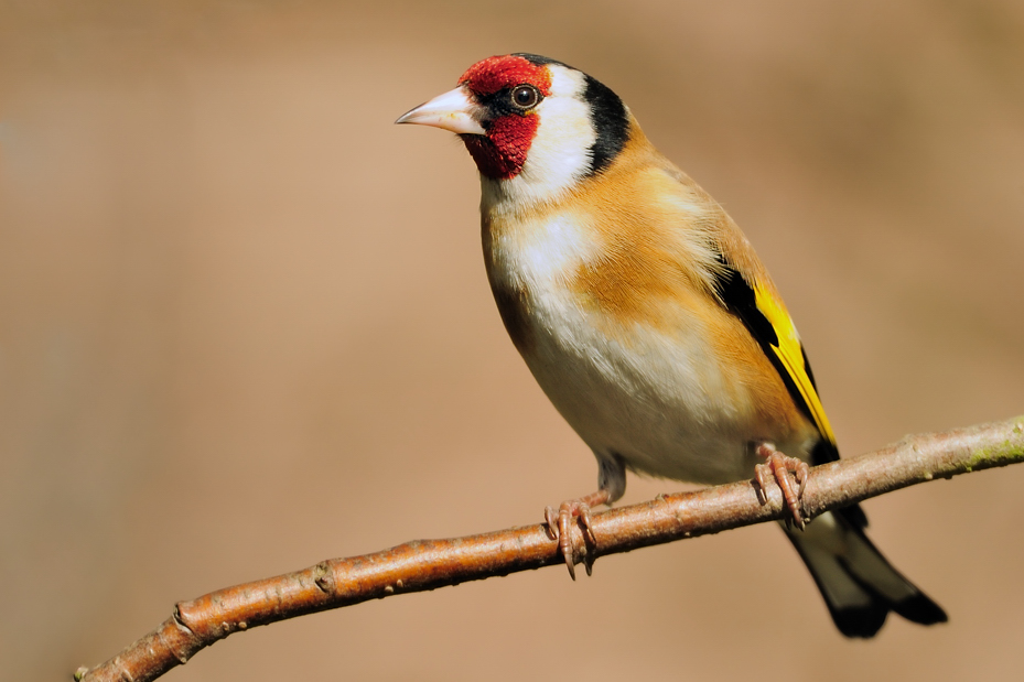 Stieglitz Foto & Bild tiere, wildlife, wild lebende vögel Bilder auf