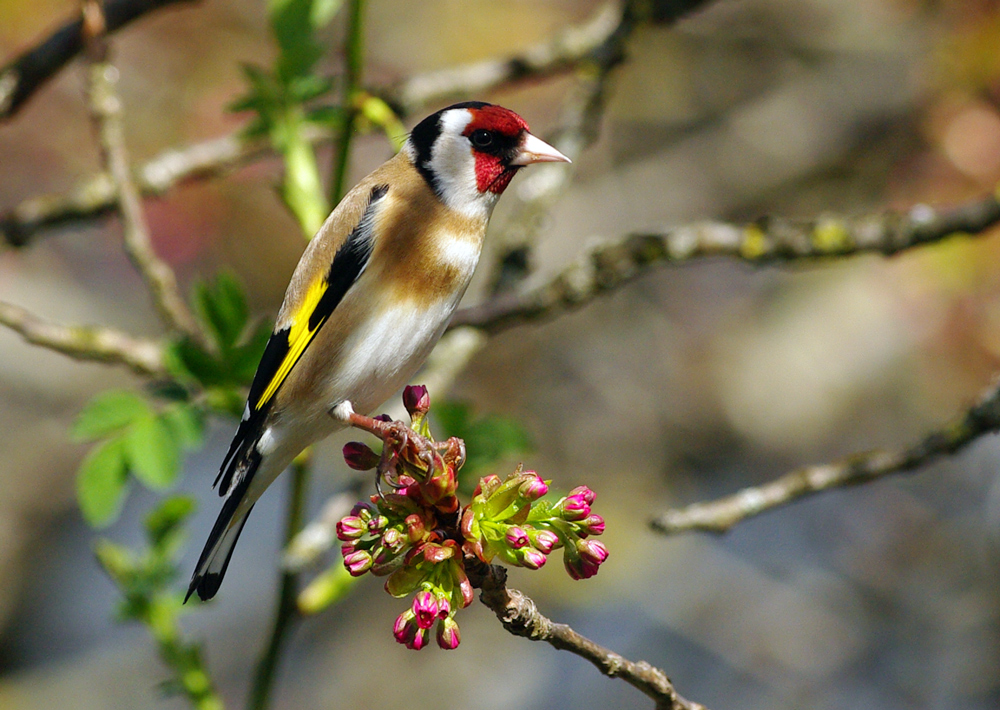 .. Stieglitz Bild & Foto von Karla Riedmiller aus Welt der Farben