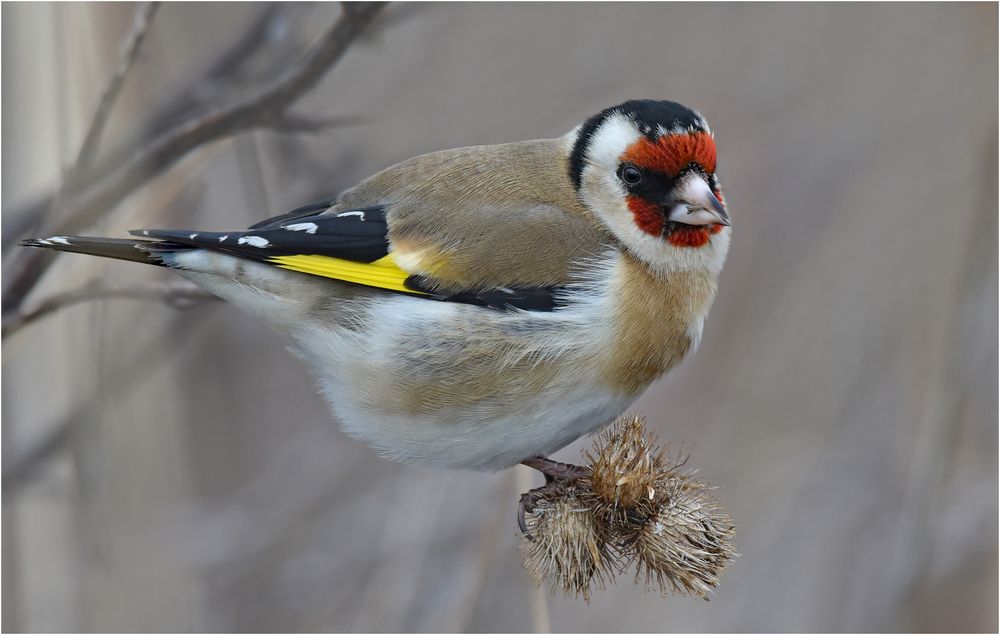 Stieglitz Foto & Bild tiere, wildlife, wild lebende vögel Bilder auf