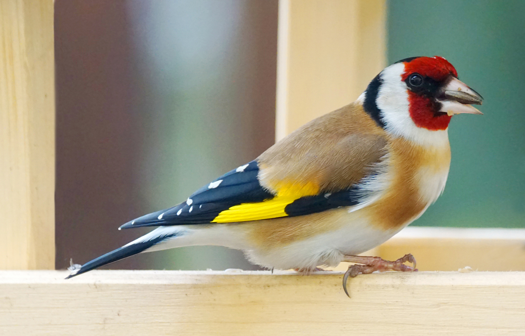 Stieglitz Foto & Bild natur, tiere, vögel Bilder auf