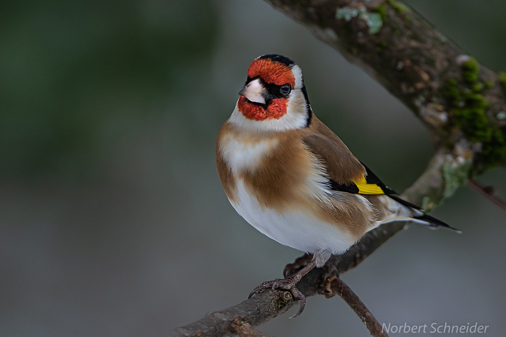 Stieglitz Foto & Bild tiere, wildlife, wild lebende vögel Bilder auf