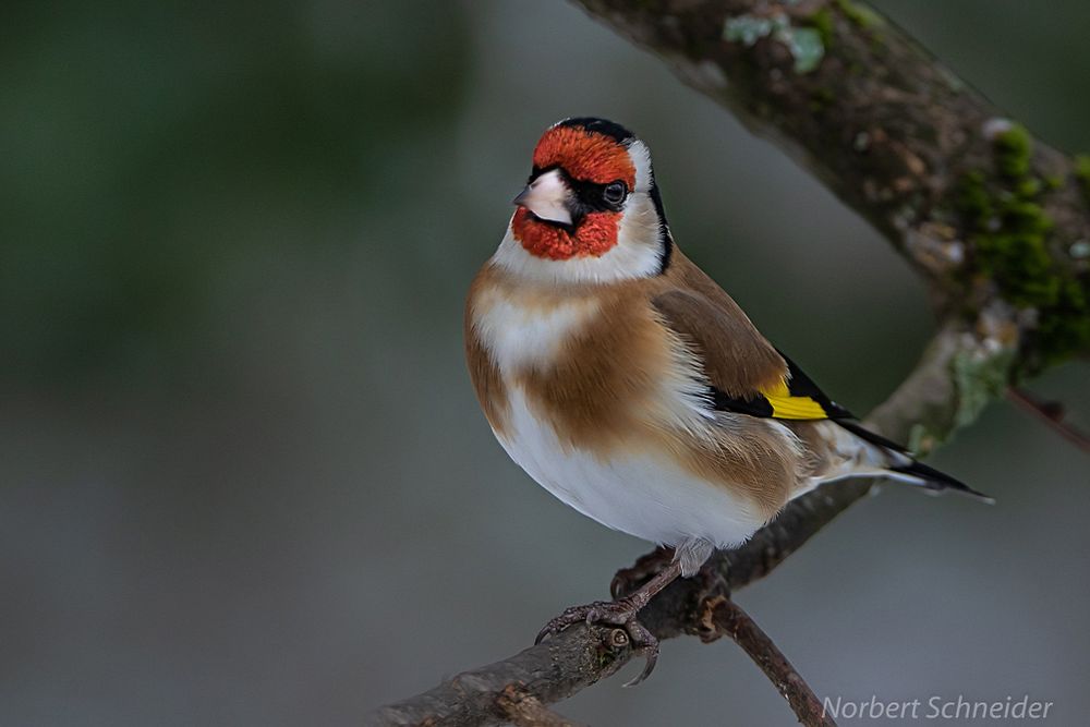 Stieglitz Foto & Bild tiere, wildlife, wild lebende vögel Bilder auf