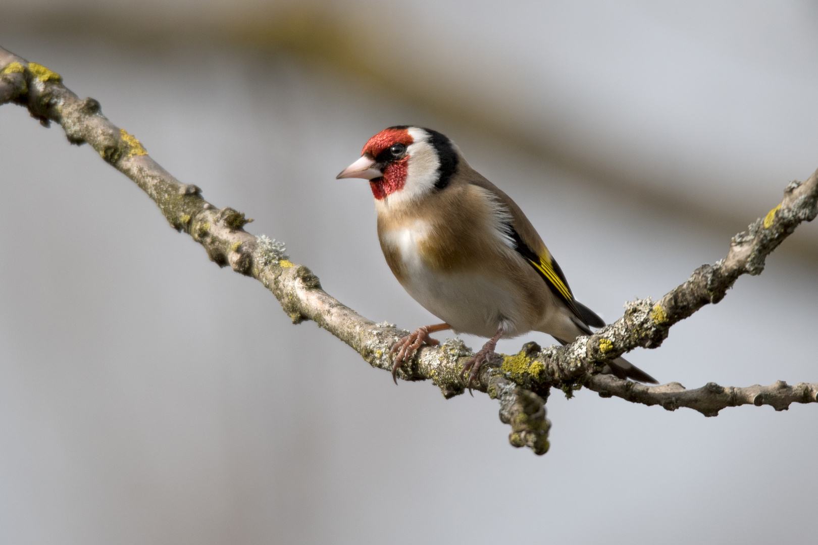 Stieglitz 3 Foto & Bild wild lebende vögel, fotos, natur Bilder auf