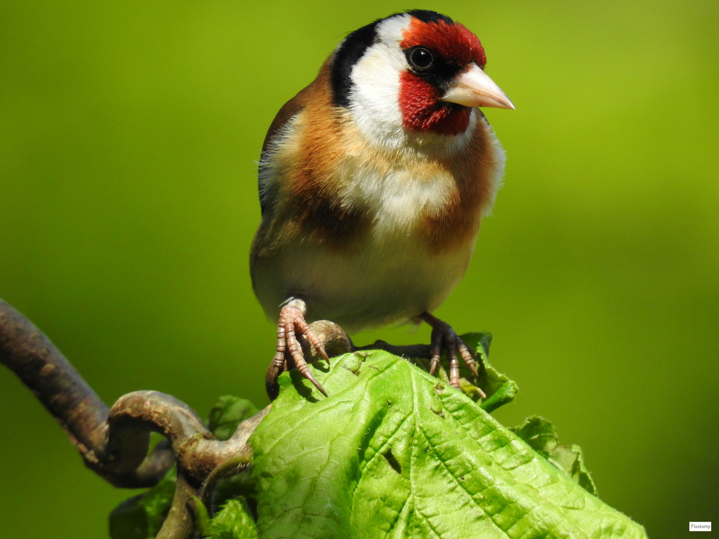 Stieglitz... Foto & Bild tiere, wildlife, wild lebende vögel