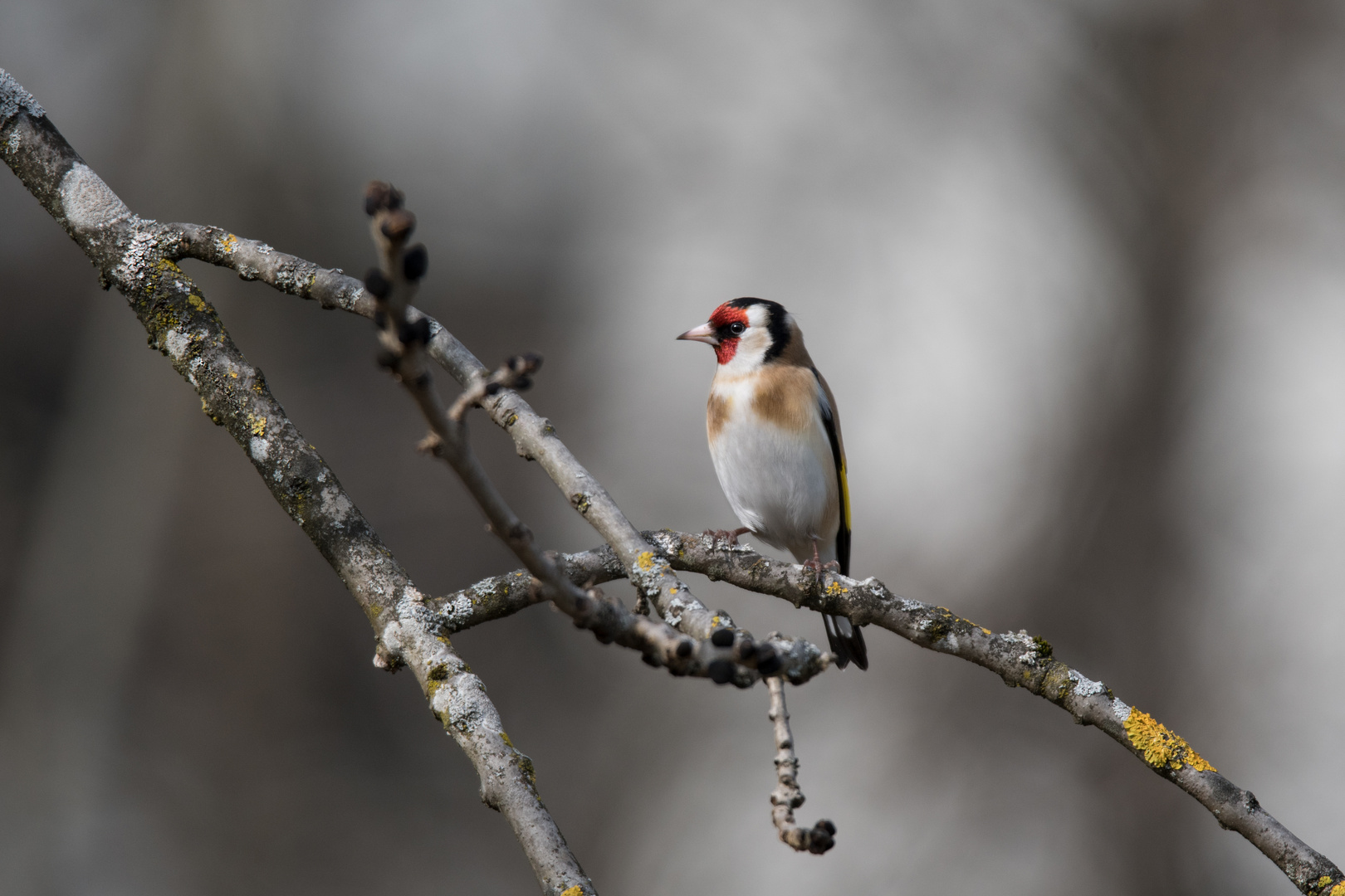Stieglitz 4 Foto & Bild wild lebende vögel, fotos, natur Bilder auf