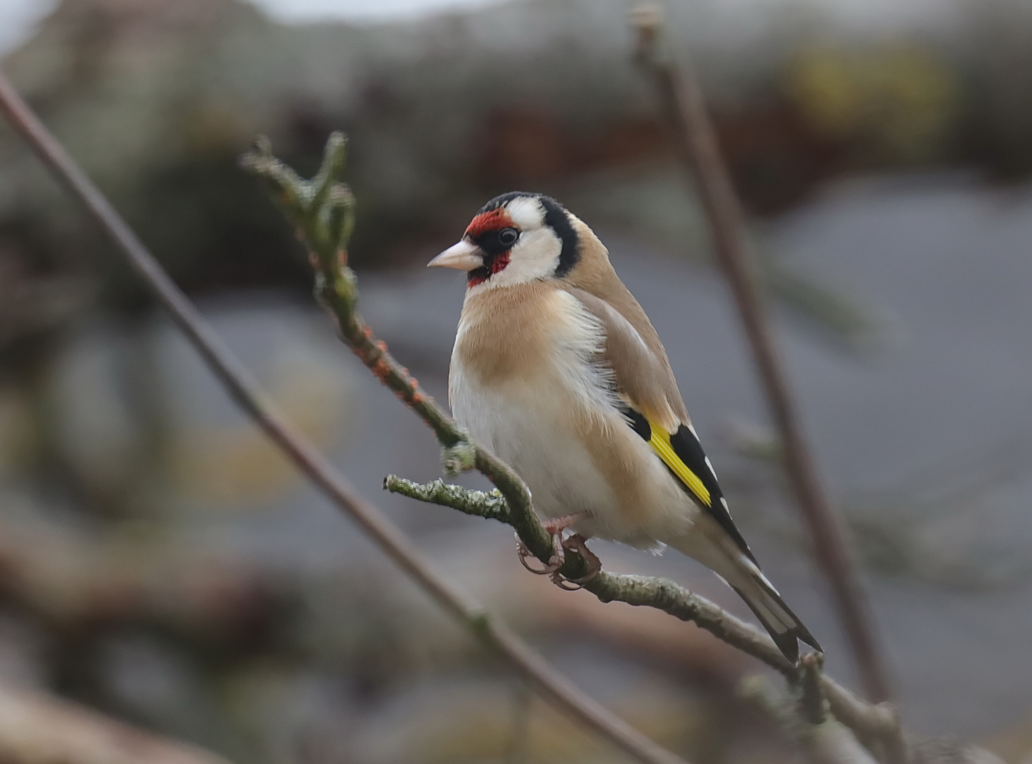 Stieglitz Foto & Bild tiere, wildlife, wild lebende vögel Bilder auf