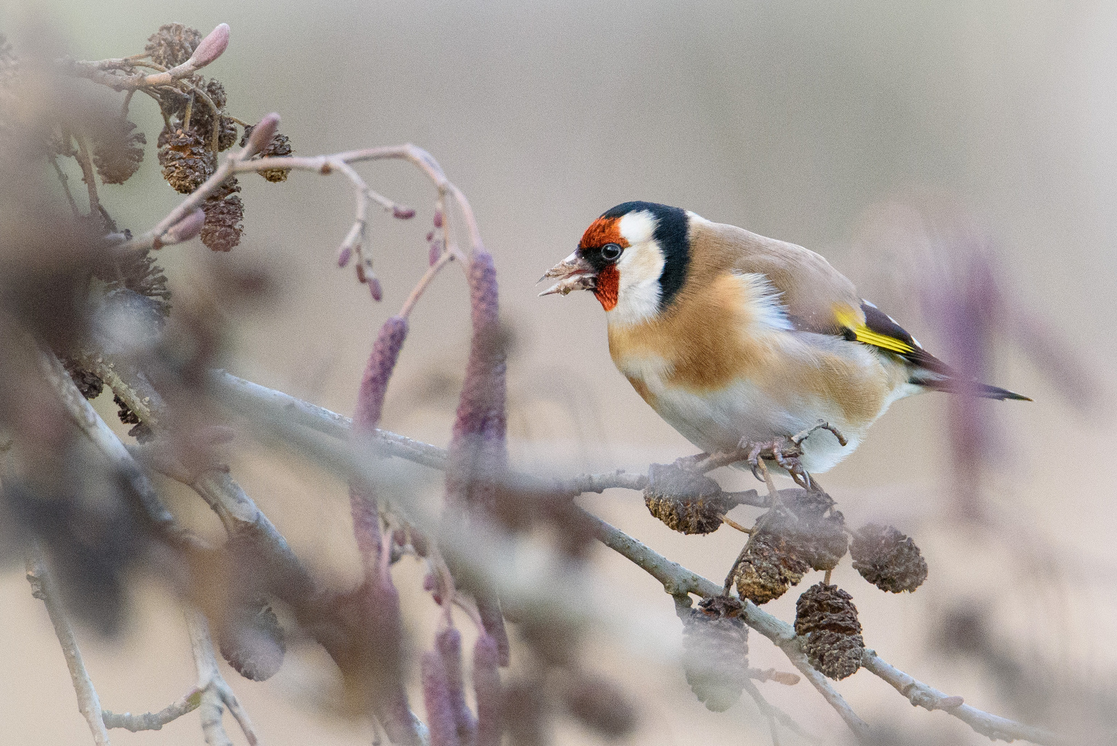 Stieglitz Foto & Bild tiere, wildlife, wild lebende vögel Bilder auf