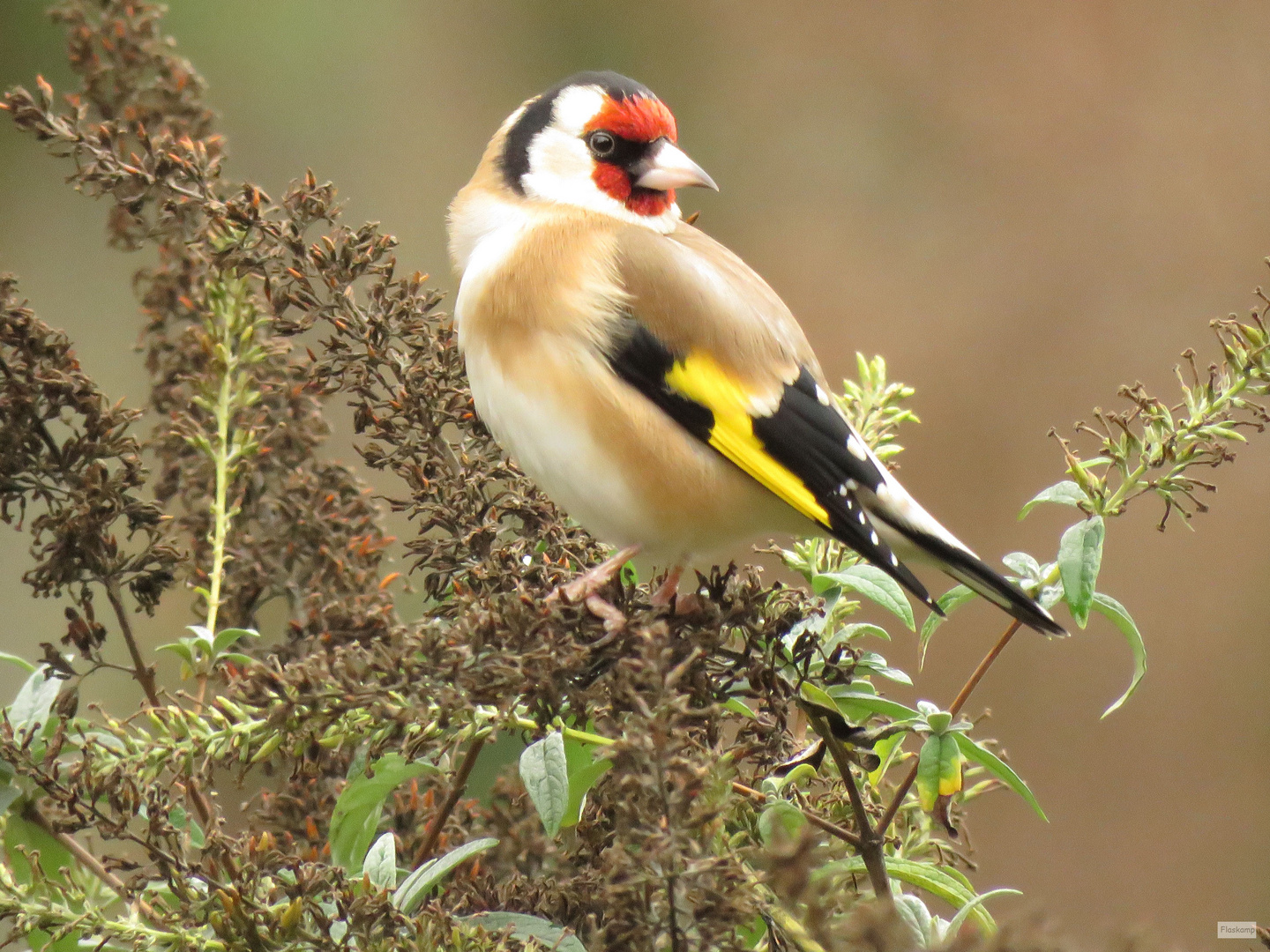 Stieglitz... Foto & Bild tiere, wildlife, wild lebende vögel