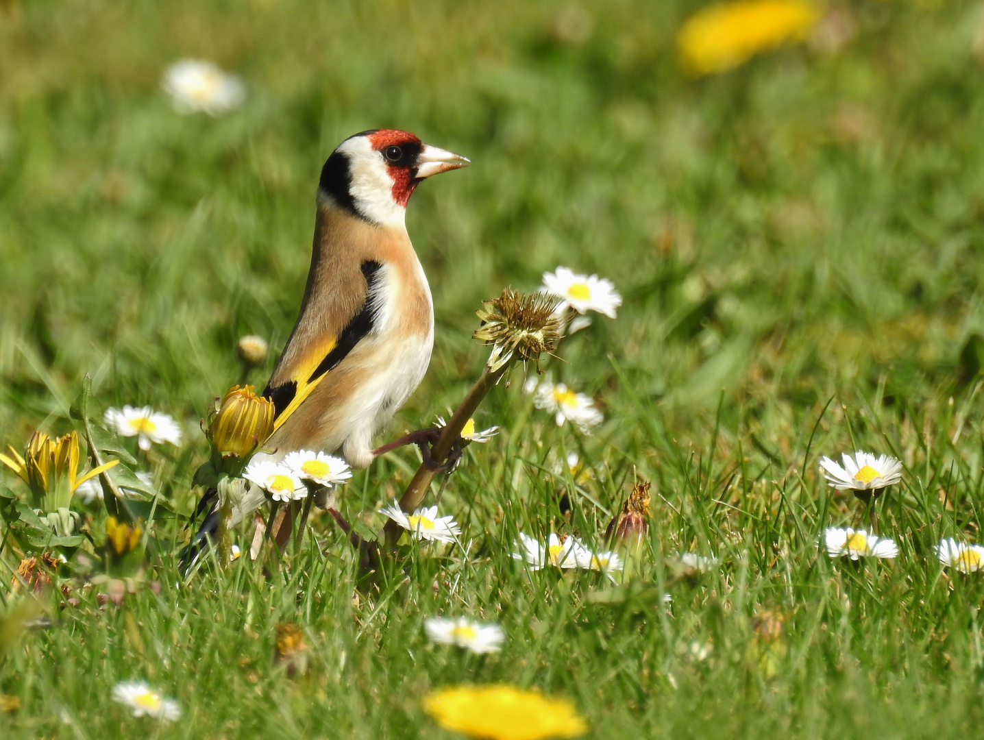 Stieglitz..... Foto & Bild tiere, wildlife, wild lebende vögel Bilder