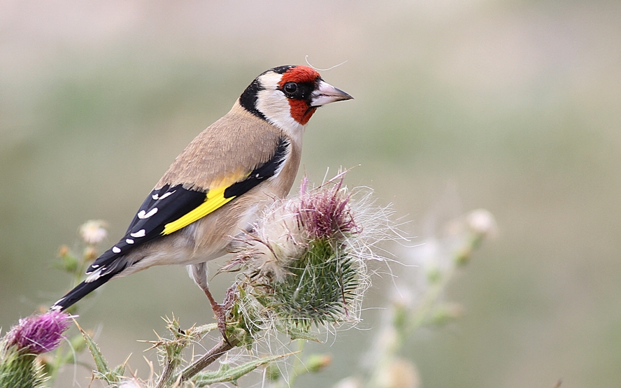 Stieglitz Foto & Bild tiere, wildlife, wild lebende vögel Bilder auf