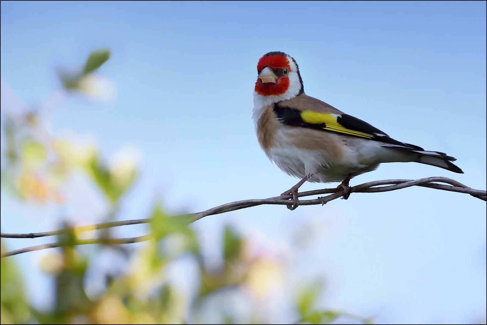 Stieglitz Foto & Bild natur, vogel, singvogel Bilder auf