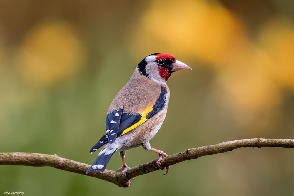 Stieglitz Foto & Bild tiere, wildlife, wild lebende vögel Bilder auf