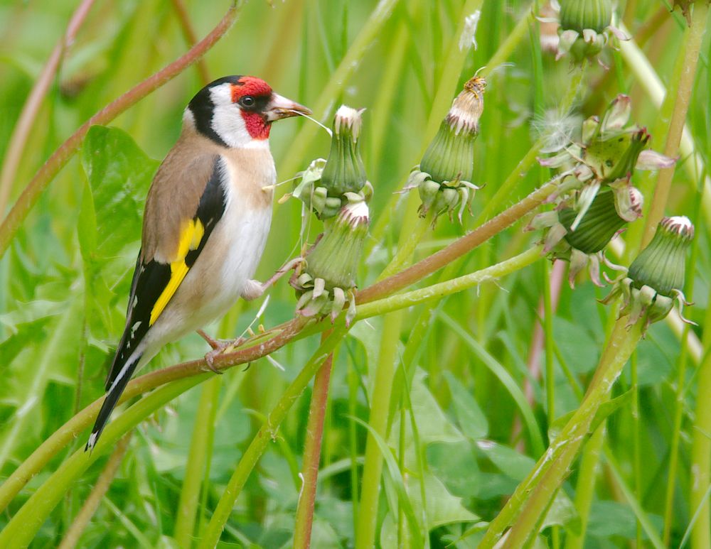 Stieglitz Foto & Bild outdoor, wiese, natur Bilder auf