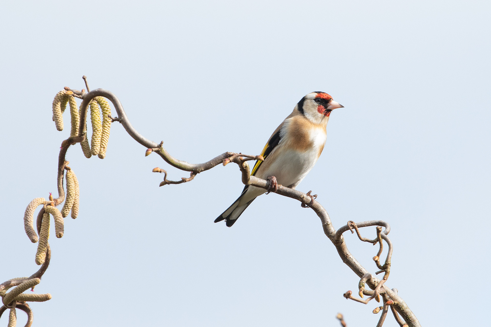 Stieglitz Foto & Bild tiere, wildlife, wildlife sonstige tiere