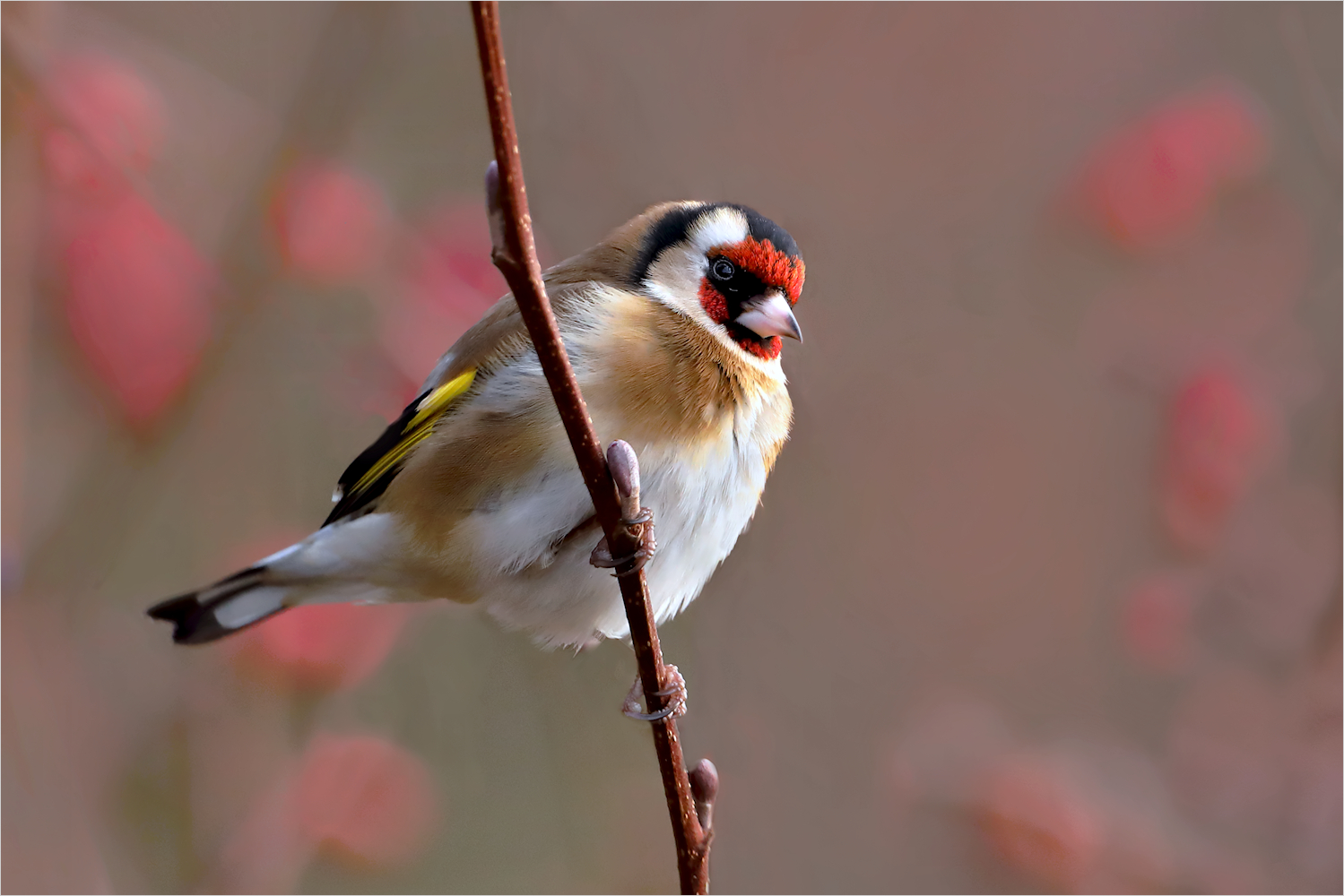 Stieglitz Foto & Bild natur, vogel, singvogel Bilder auf