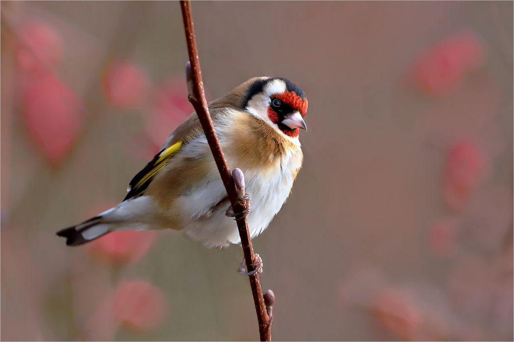 Stieglitz Foto & Bild natur, vogel, singvogel Bilder auf