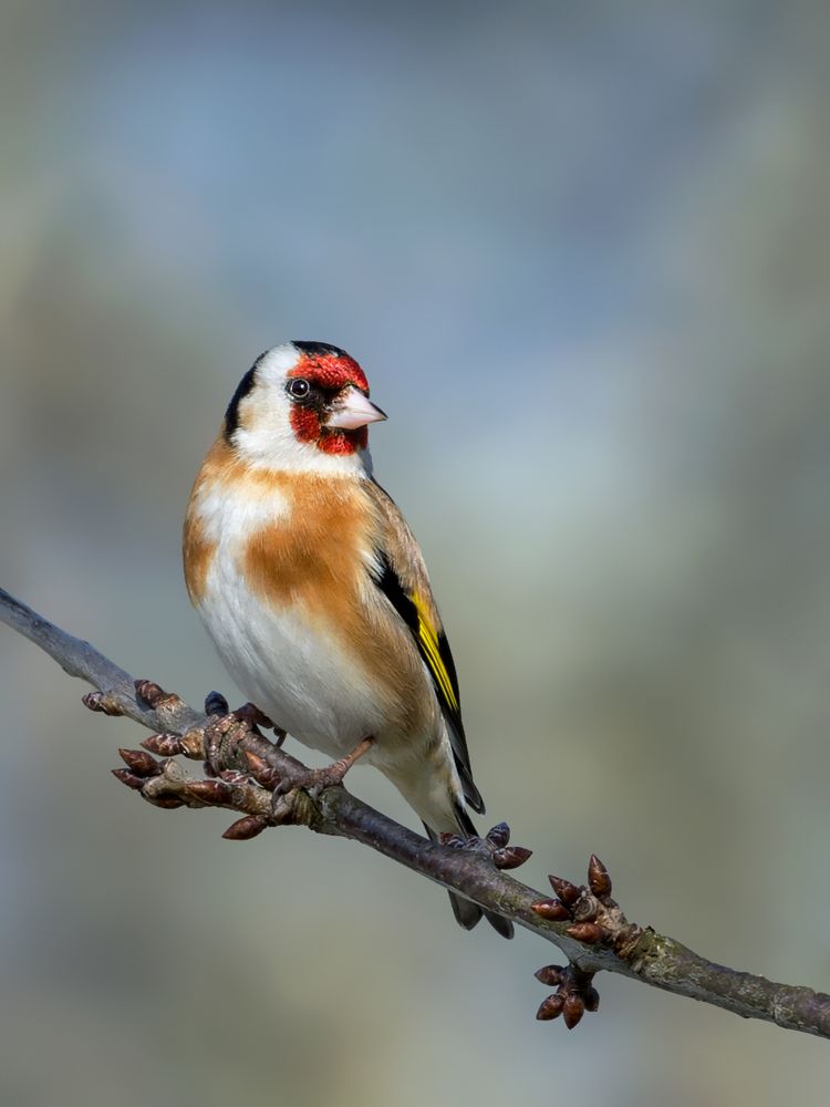 Stieglitz Foto & Bild natur, tiere, vögel Bilder auf